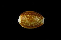 藏品(紅花寶螺)的圖片